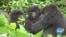 Rwanda, Congo Communities Unite for Gorilla Conservation Despite Tensions  