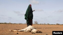 FILE - A Somali woman stands near the carcass of her dead livestock amid severe drought near Dollow, Gedo Region, Somalia, May 26, 2022. 
