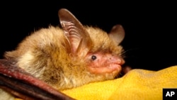 FILE - This undated photo provided by the Wisconsin Department of Natural Resources shows a northern long-eared bat. On Nov. 29, 2022, the Biden administration declared the northern long-eared bat endangered, an effort to save a species driven to the brink of extinction.
