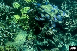 This picture taken on March 7, 2022 shows the current condition of the coral on the Great Barrier Reef, off the coast of the Australian state of Queensland. (Photo by Glenn NICHOLLS / AFP)