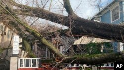 A tree collapsed and ripped up the sidewalk damaging a home in Sacramento, California, Jan. 8, 2023. 