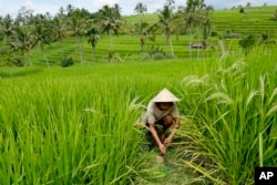 A farmer works in a field with a traditional terrace irrigation system called a "subak' in Jatiluwih in Tabanan, Bali, Indonesia, Monday, April 18, 2022. (AP Photo/Tatan Syuflana)