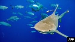 FILE - A lemon shark, which is a type of requiem shark, swims toward a group of divers and a bait box, followed by fish looking to get a bite of the shark's food, during a shark dive off Jupiter, Fla., Feb. 11, 2022.