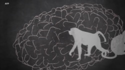 Varíola do macaco - conhece os sintomas e tratamento?