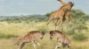 Scientists: Ancient Giraffe Family Developed Long Neck for Fighting