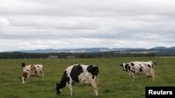 FILE - Dairy cattle graze in a field in Perthshire, Scotland, Aug. 11, 2015.