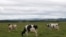 FILE - Dairy cattle graze in a field in Perthshire, Scotland, Aug. 11, 2015.