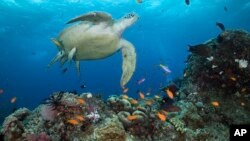 In this photo provided by the Great Barrier Reef Marine Park Authority, a green turtle swims in waters of Ribbon Reef No 10 near Cairns, Australia, Jan. 26, 2019. . (Great Barrier Reef Marine Park Authority via AP)
