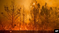 FILE - Flames climb trees as the Camp fire tears through Paradise, Calif., on Nov. 8, 2018. 