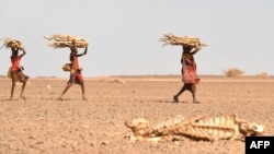 FILE - Turkana women carrying firewood walk past a carcass of a cow, in the area of Loiyangalani, which is among the worst affected by the prolonged drought, in Marsabit, northern Kenya, July 12, 2022.