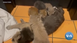 Rescue Drones: Florida Man Saves Animals From Bombed Buildings in Ukraine