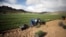 FILE - Workers collect rooibos tea seedlings for replanting at a farm near Vanrhynsdorp, South Africa, June 30, 2021.