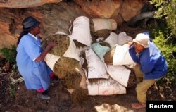 FILE - Workers hoist bags of rooibos tea onto a tractor in the remote mountains of the Cedarberg region, about 300km (186 miles) north of Cape Town, March 30, 2006.