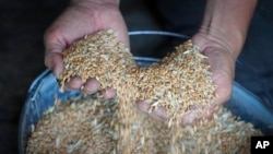 FILE - A farmer shows grain in his barn Ptyche, eastern Donetsk region, Ukraine, June 12, 2022. The country, before Russia invaded it, was a top global exporter of grain.