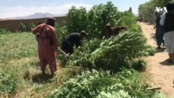 تخریب بته‌های چرس در ولایت بلخ 