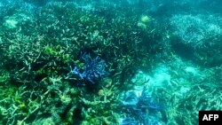 FILE - This picture taken March 7, 2022, shows the condition of coral on the Great Barrier Reef, off the coast of the Australian state of Queensland, following periods of bleaching.