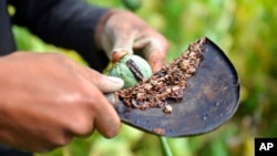 عکس آرشیف از جریان جمع آوری حاصل کوکنار در افغانستان