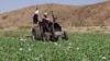 Anggota pasukan Taliban menghancurkan ladang opium dengan traktor di Distrik Washir, Provins Helmand, Afghanistan, pada 29 Mei 2022. (Foto: AP/Abdul Khaliq)