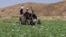 FILE — Taliban members destroy a poppy field in Washir district of Helmand province, Afghanistan, May 29, 2022. Afghanistan's Taliban rulers outlawed drug production in 2022.