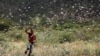 An Ethiopian boy attempts to fend off desert locusts as they fly in a farm on the outskirt of Jijiga in Somali region, Ethiopia, Jan. 12, 2020. 