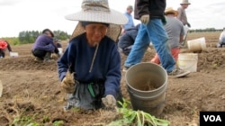 After shade canopies have been removed in the fall, workers harvest ginseng by hand in soil loosened by a special tractor-pulled machine that lifts the roots, in Marathon County, Wis. (C. Guensburg/VOA)