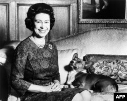 ព្រះមហាក្សត្រិយានី Elizabeth ទី ២ ថតរូបជាមួយសត្វសុនខ Corgis ចិញ្ចឹមរបស់ទ្រង់ កាលពីថ្ងៃទី ២៦ ខែកុម្ភៈ ឆ្នាំ ១៩៧០។
