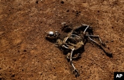 The carcass of a dead goat lies in the desert in a drought-stricken area near Bandar Beyla in Somalia's semiautonomous northeastern state of Puntland, March 8, 2017.