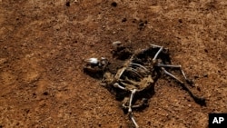 In this photo taken Wednesday, March 8, 2017, the carcass of a dead goat lies in the desert in a drought-stricken area near Bandar Beyla in Somalia's semiautonomous northeastern state of Puntland.