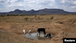 Livestock drink from a drying river outside Utrecht, a small town in the northwest of KwaZulu-Natal, a South African province, Nov. 8, 2015. 