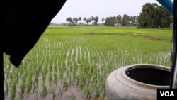 A rice paddy in Slab Ta Aon, Cambodia. (Elise Cutts/VOA)