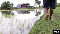 Cambodian rice farmer Prak Nhorn says storms, floods and salt water are ruining rice paddies in his village. (Sun Narin for VOA)