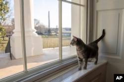 Willow, the Biden family's new pet cat, wanders around the White House on Wednesday, Jan. 27, 2022 in Washington, D.C. (Erin Scott/The White House via AP)
