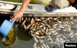 An environmentalist checks the quality of the water near dead fishes along the Ngoc Khanh lake in Hanoi April 25, 2011.