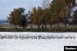 Migrating cranes rest at the Hula Nature Park in northern Israel, Nov. 22, 2017.