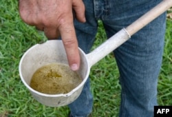 FILES - This file photo taken on June 7, 2016 shows Miami-Dade mosquito control worker Carlos Vargas pointing to the Aedes aegypti mosquito larvae at a home in Miami, Florida.