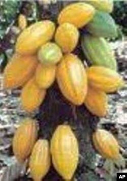Cocoa pods