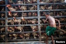FILE - A child collects eggs from a van carrying chickens at a wholesale market in Dhaka June 25, 2014.