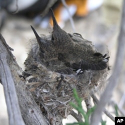 Black-chinned hummingbirds are drawn to noisy sites near natural gas well compressors, possibly to avoid western scrub jays, which prey on their eggs and chicks.