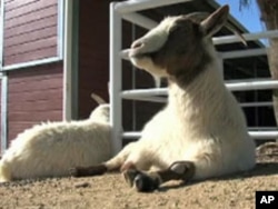 The animals often undergo months of special care before they can work with people.