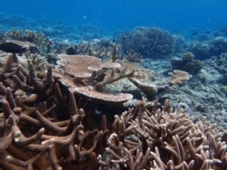 These healthy corals in the Pacific island nation of Palau can tolerate warmer water temperatures. Scientists are trying to find out how corals like these are able to adapt to the changing conditions. (Courtesy Stephen Palumbi)