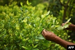 FILE - Diositeo Matitui, a 67-year-old coca grower, works in his coca field in a rural area of Policarpa, department of Narino, Colombia, Jan. 15, 2017.