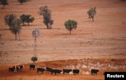 Cattle walk past an empty dam and old windmill in a drought-affected paddock on a property located west of the town of Gunnedah, located in the northwest of New South Wales in Australia, June 8, 2018.