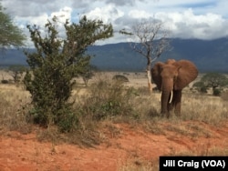 Elephants in Tsavo East National Park, Kenya, April 20, 2016.