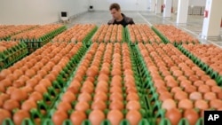 A man transports eggs at a processing plant in Gaesti, southern Romania, Friday, Aug. 11, 2017. (AP Photo/Vadim Ghirda)