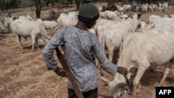 FILE - A Fulani boy herds cows in a field outside Kaduna, northwest Nigeria, Feb. 22, 2017.