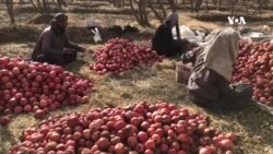 په کندهار کې د انارو د ساتلو دودیزې لارې
