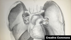 A new study says your lungs can sense odors, but that they do so much differently from your nose. (Via <a href="http://www.flickr.com/photos/liverpoolhls/">Flickr</a>)