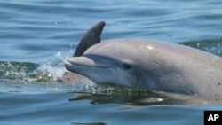 Dolphin Disease Detectives