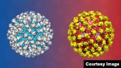 This is an artist's rendering of the antibody 2D22 neutralizing the dengue virus serotype 2. (Credit: Guntur Fibriansah / Duke-NUS Graduate Medical School Singapore)