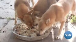 In Wartime, Ukrainian Woman Is Dog's Best Friend 